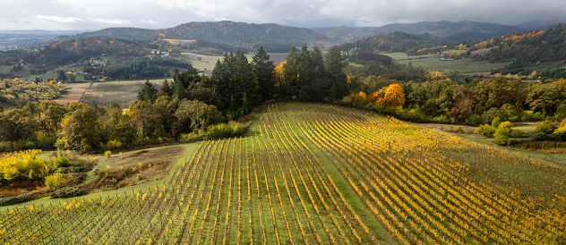 Autumn over vineyards in Willamette\n Valley
