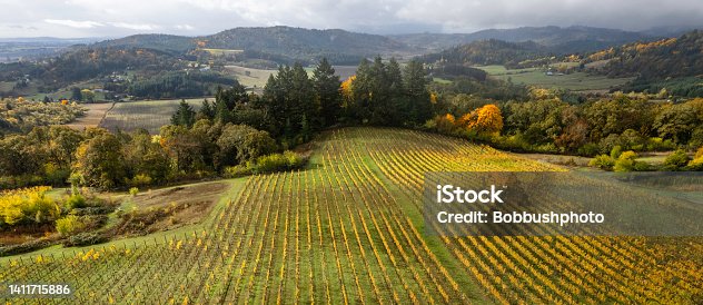 istock Aerial View of Vineyards in the Willamette Valley 1411715886
