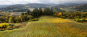 istock Aerial View of Vineyards in the Willamette Valley 1411715886