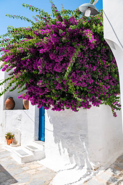 istock Bougainvillea tree in Greece 1411715957