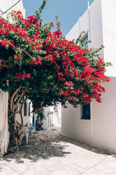 istock Bougainvillea tree in Greece 1411715961