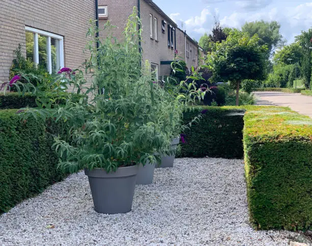 House entrance with Buddleja davidii flowers in large plastic pots surrounded by green trimmed bushes