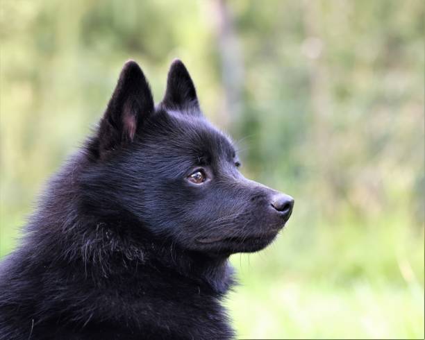 Schipperke Face Cover Schipperke Face Cover