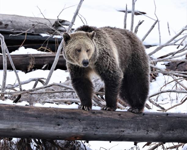 Grizzly Bear on a Fallen Log stock photo