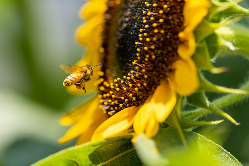 A close up macro view of a small bee collecting pollen from a Sunflower.