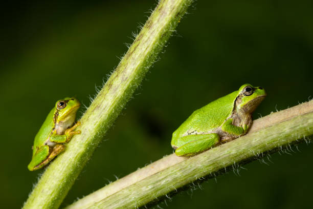 Frog sitting in the green grass in summer and enjoying the good weather.