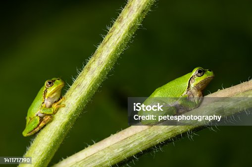 istock Macro video small green frog in garden on sunflower stem 1411717190