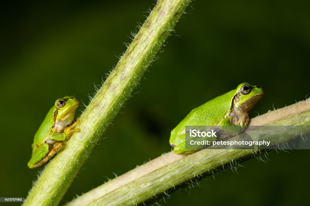 Macro video small green frog in garden on sunflower stem A close up of a tiny green frog sitting on a flower in a garden. Amphibian Stock Photo