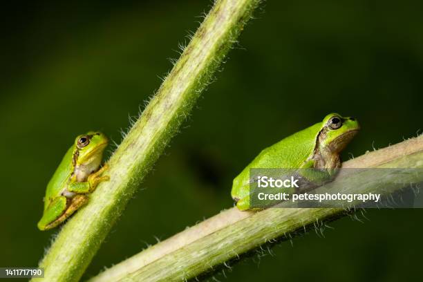 Macro Video Small Green Frog In Garden On Sunflower Stem Stock Photo - Download Image Now