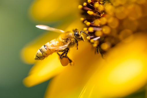 Honey bee collecting pollen from white cosmos flower.