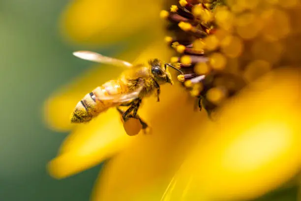 Photo of A small bee flying collecting pollen from a Sunflower