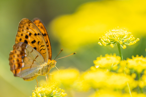 Beautiful spring summer image of Morpho butterfly on orange lantana flower against blue sky  on bright sunny day in nature, macro.