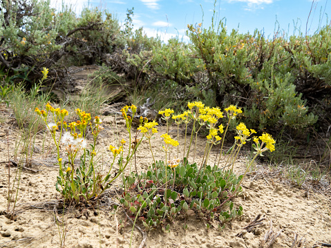 Low angle view of yellow desert wildflowers and sagebrush