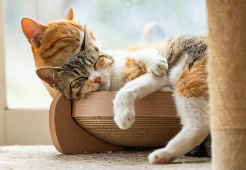 Mother and son cat snuggling and sleeping together by window.