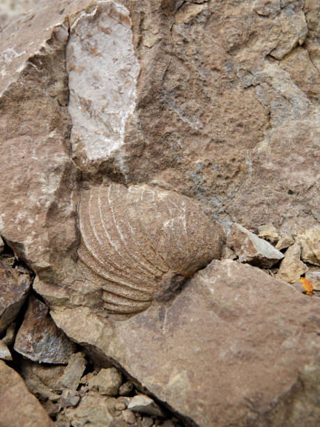 istock Large  Cretaceous brachiopod shell in sandstone close-up 1411718889