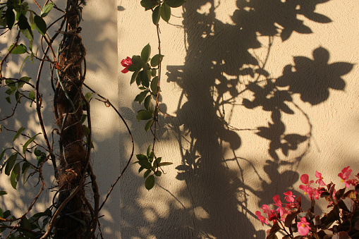 Shadow from a nearby tree decorates a plain wall.