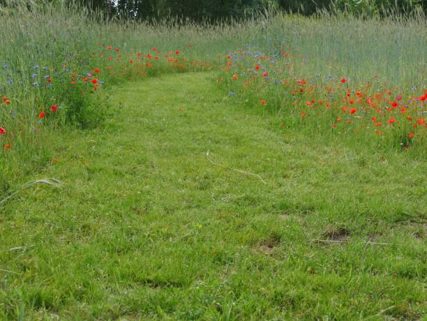 istock Lawn with corn and poppies 1411720513