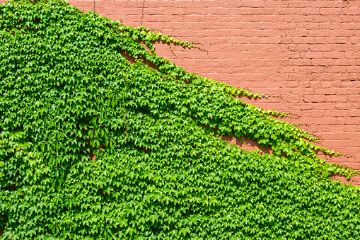 Boston Ivy growing on a Brick Wall.