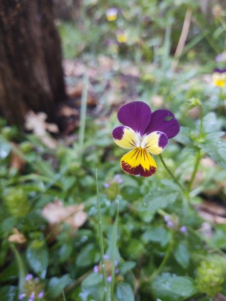 istock Purple and yellow viola in bloom 1411722401
