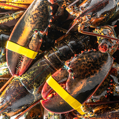 Live Maine lobsters ready for cooking