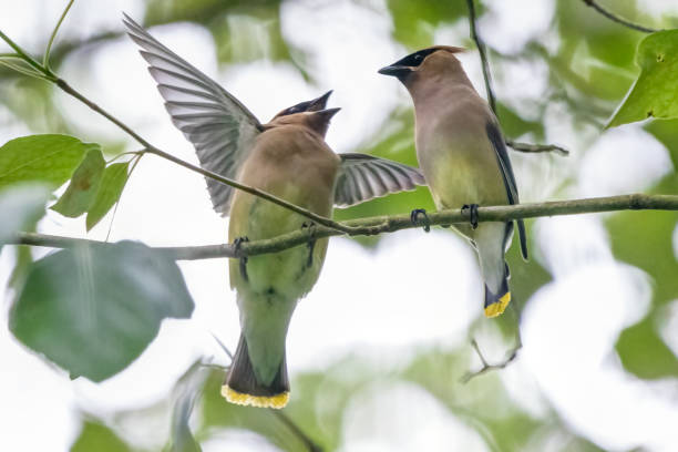pair of cedar waxwings talking to  each other pair of cedar waxwings talking to  each other cedar waxwing stock pictures, royalty-free photos & images