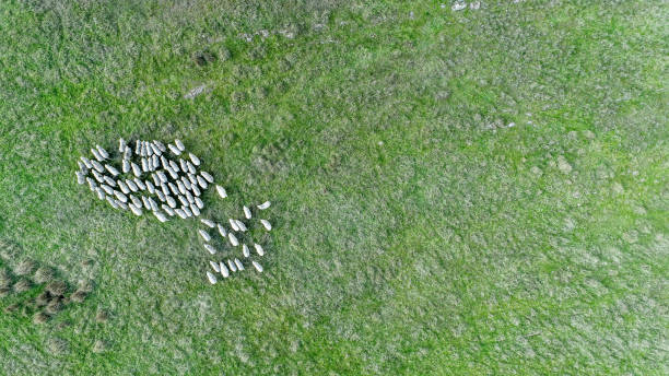 moutons mérinos dehors dans le paddock - australian culture photos photos et images de collection