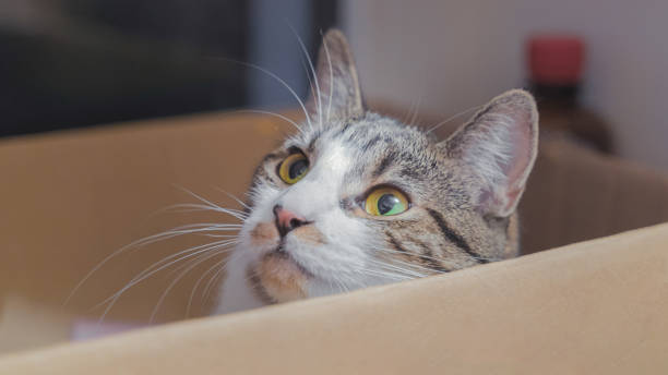 istock a young cat is comfortable in her favorite box 1411727481