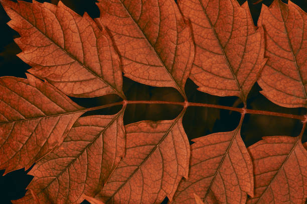 istock Grape leaves close-up. Fresh green background 1411727641
