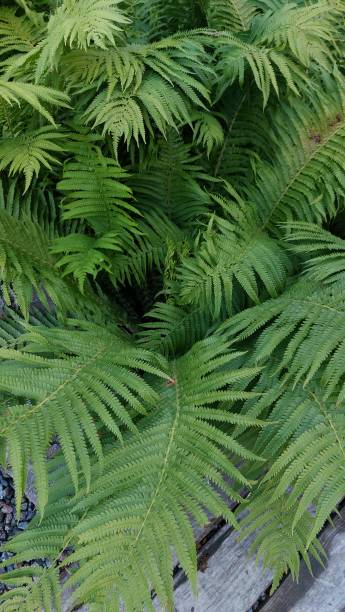 istock Green fern leaves 1411727675
