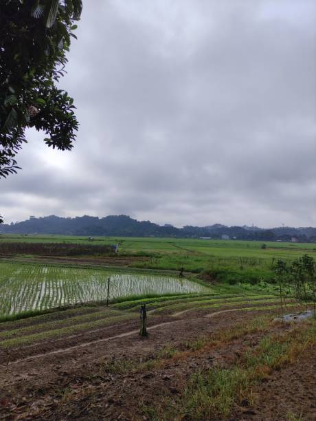 istock Morning rice field view with cloudy sky 1411727683
