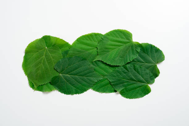 istock Leaves With Important Messages Written On. One Over Another Leaf With Crutial Informations On. Presented Critical Announcements. Shown Recent Updates. 1411727749