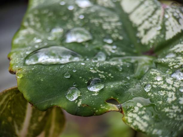 istock Drop water on taro leaves 1411727964