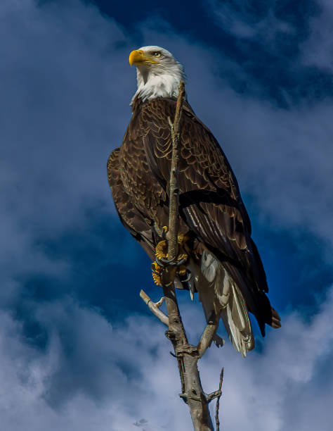 istock Bald Eagle perched on tree top portrait in Colorado in western USA 1411734823