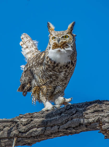 istock Great Horned Owl standing up tall on tree branch in Colorado 1411734825