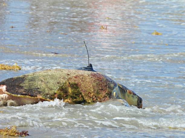 istock Loggerhead sea turtle (Caretta caretta) -returning to the Atlantic Ocean with its tracking device on its shell, head  facing down  in the ocean 1411735945