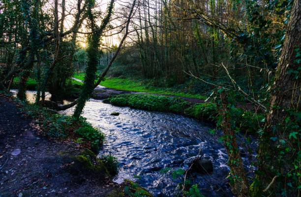 istock River flowing in a wooded jungle in sunset 1411736850