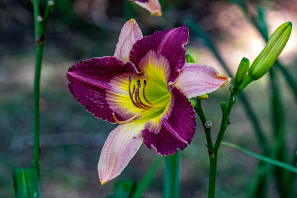istock Colorful Purple Lily 1411737629