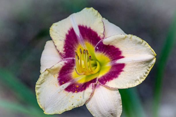 istock Yellow and Purple Lily 1411737630