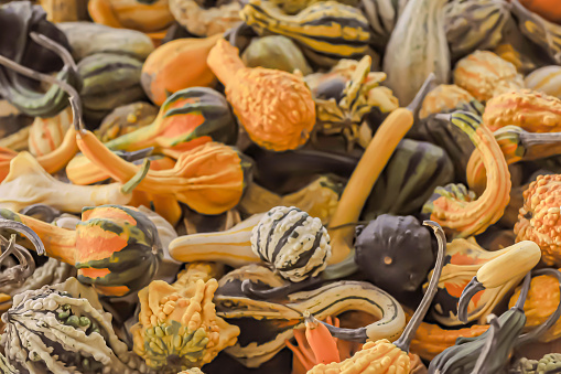 Different food pumpkins or squashes for Halloween or Thanksgiving and colorful autumn leaves, isolated on a white background with copy space, selected focus, narrow depth of field