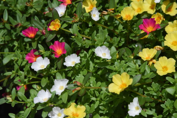 istock Portulaca ( Green purslane ) flowers. 1411740092