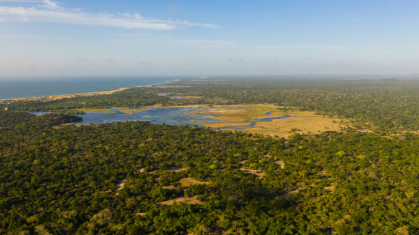 istock Kumana National Park, Sri Lanka. 1411742718