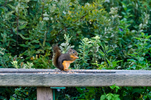 istock Squirrel sitting on a seed feeder on a walk in the forest 1411746411