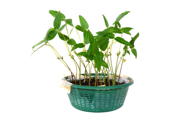 shoots grown with eggshell's fertilizer