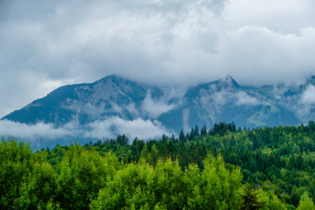 Free Stock Photo of Majestic Forest With Mountains in the Background ...