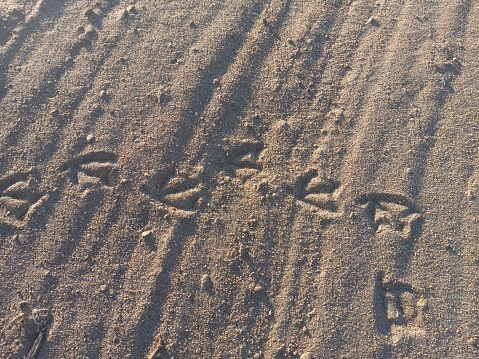 A duck's foot prints are left behind on a beach in Waterloo, Nebraska.