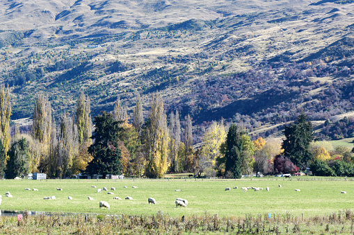 sheeps in the field with the big mountain background
