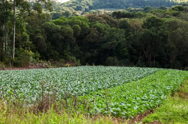 Photo of Cabbage plantation with a forest in the background