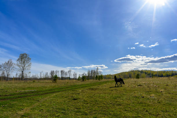 South Ural horses, horseback riding, farm with a unique landscape, vegetation and diversity of nature. Beloretsk, Russia - May 4, 2022: South Ural horses, horseback riding, farm with a unique landscape, vegetation and diversity of nature in spring. south ural stock pictures, royalty-free photos & images