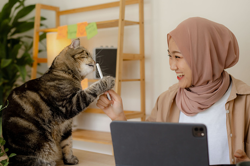 Asian Muslim woman using tablet while her favorite cute cat sits beside her. She happily plays with it.