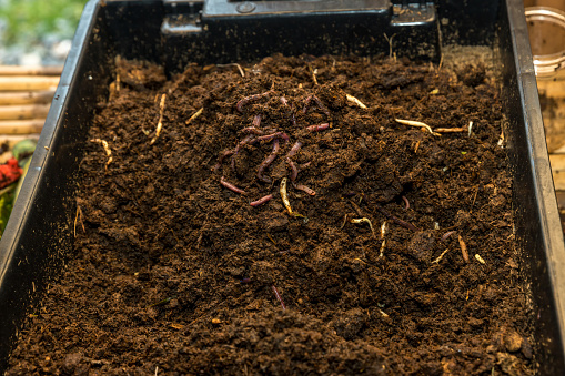Earthworms on soil for organic fertilizer farming concept. Many earthworms in soil